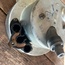 Speedometer, Lower 3 way Bulb Holder Socket Fixture, 61-67, Used German